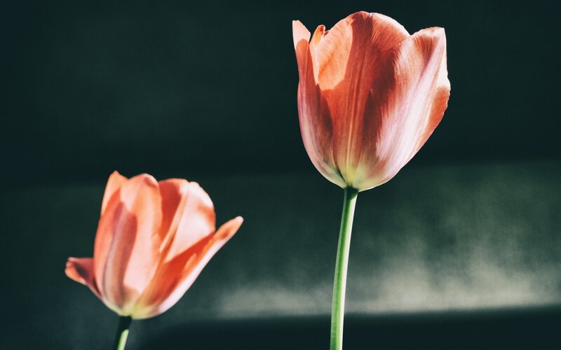 Two Pink Tulips — Dramatic, Photograph, Flower, Stem