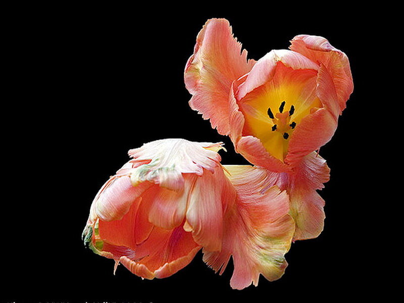 Two Pink Tulips — Dramatic, Photograph, Flower