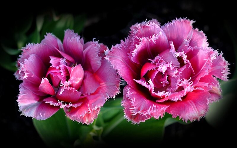 Two Pink Tulips — Dramatic, Photograph, Flowers, Leaves