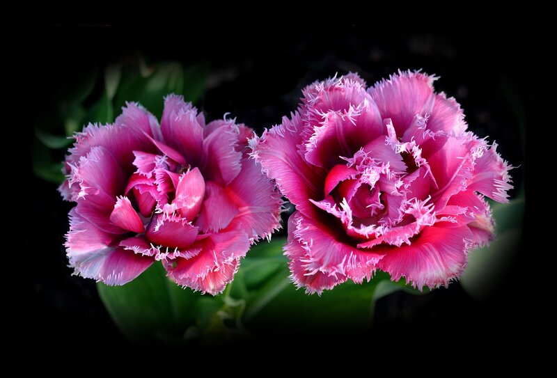 Two Pink Tulips — Dramatic, Photograph, Flowers