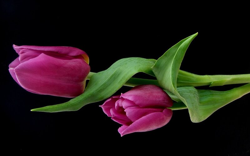 Two Pink Tulips — Dramatic, Photograph, Green Leaves, Black Background