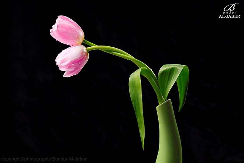 Two Pink Tulips — Dramatic, Photograph, Green Leaves, Stem
