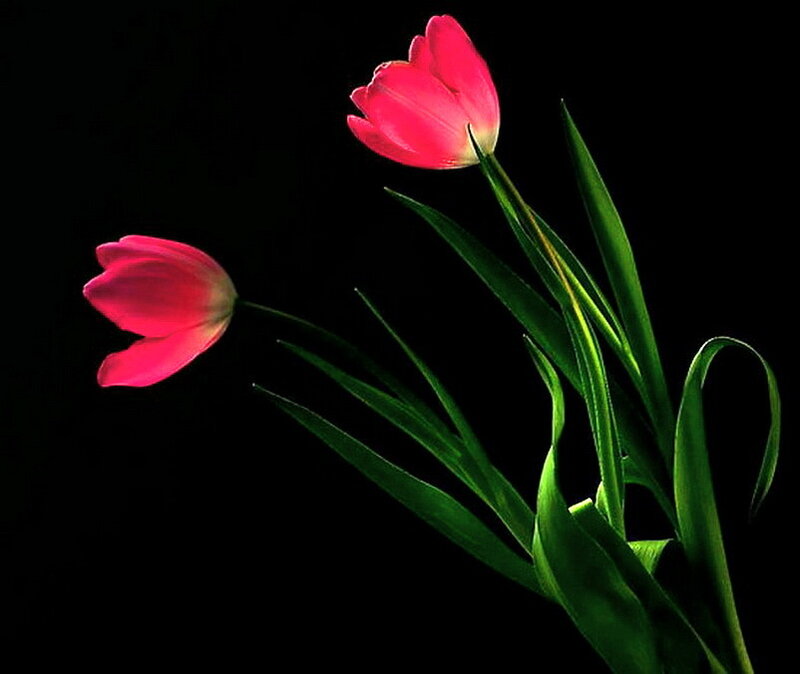 Two Pink Tulips — Dramatic, Photograph, Green Leaves