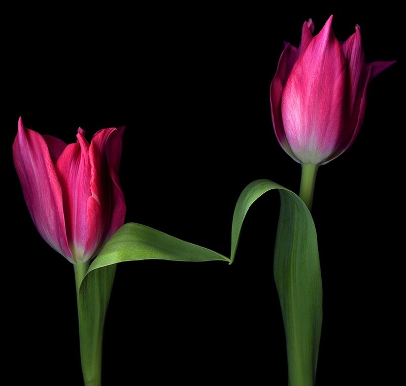 Two Pink Tulips — Dramatic, Photograph, Green Stems, Black Background