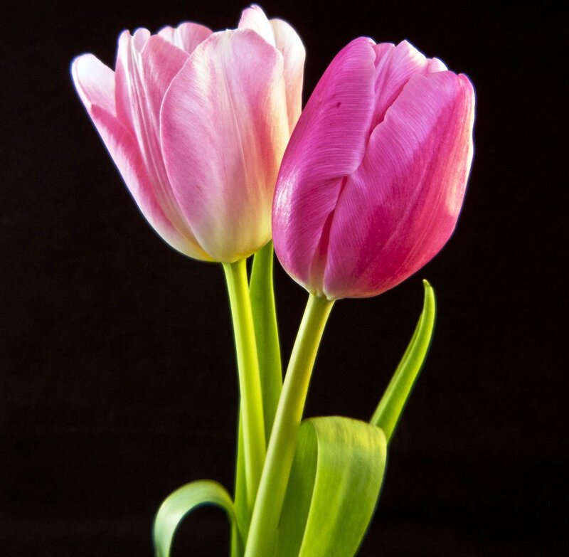 Two Pink Tulips — Dramatic, Photograph, Green Stems, Leaves