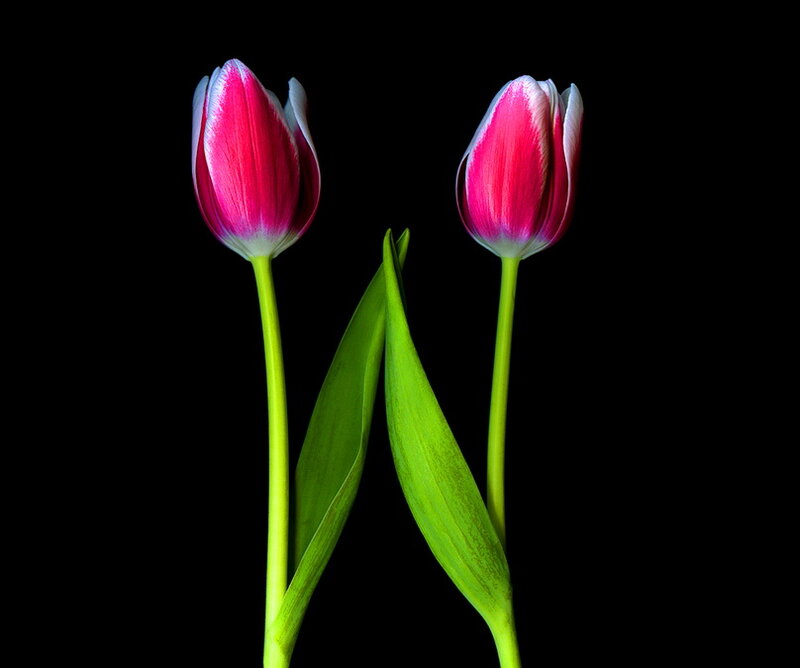 Two Pink Tulips — Dramatic, Photograph, Green Stems