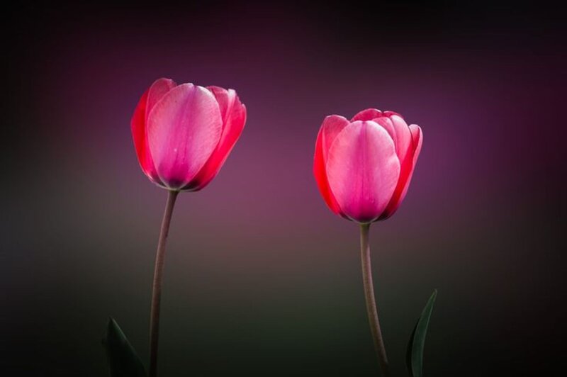 Two Pink Tulips — Dramatic, Photograph, Stems, Leaves