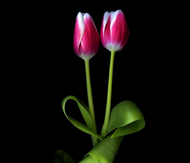 Two Pink Tulips — Dramatic, Photograph, Stems