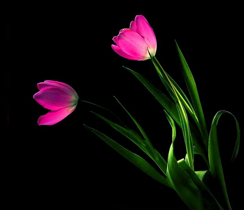 Two Pink Tulips — Dramatic, Photograph