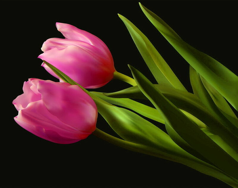 Two Pink Tulips — Dramatic