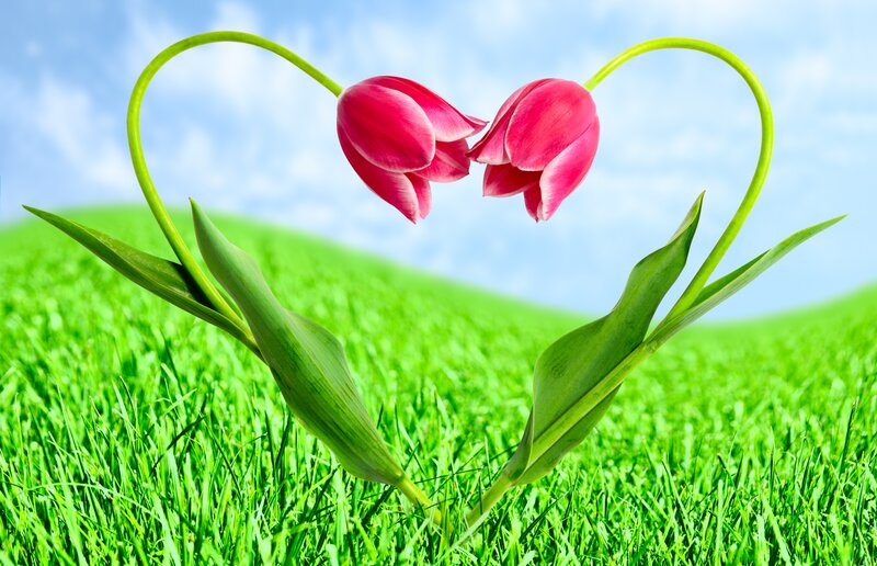 Two Pink Tulips — Green