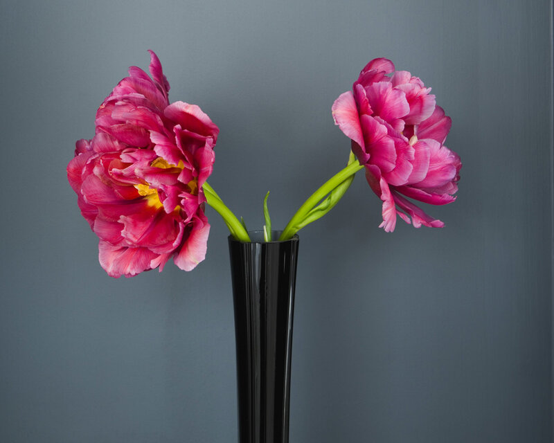 Two pink tulips in a vase