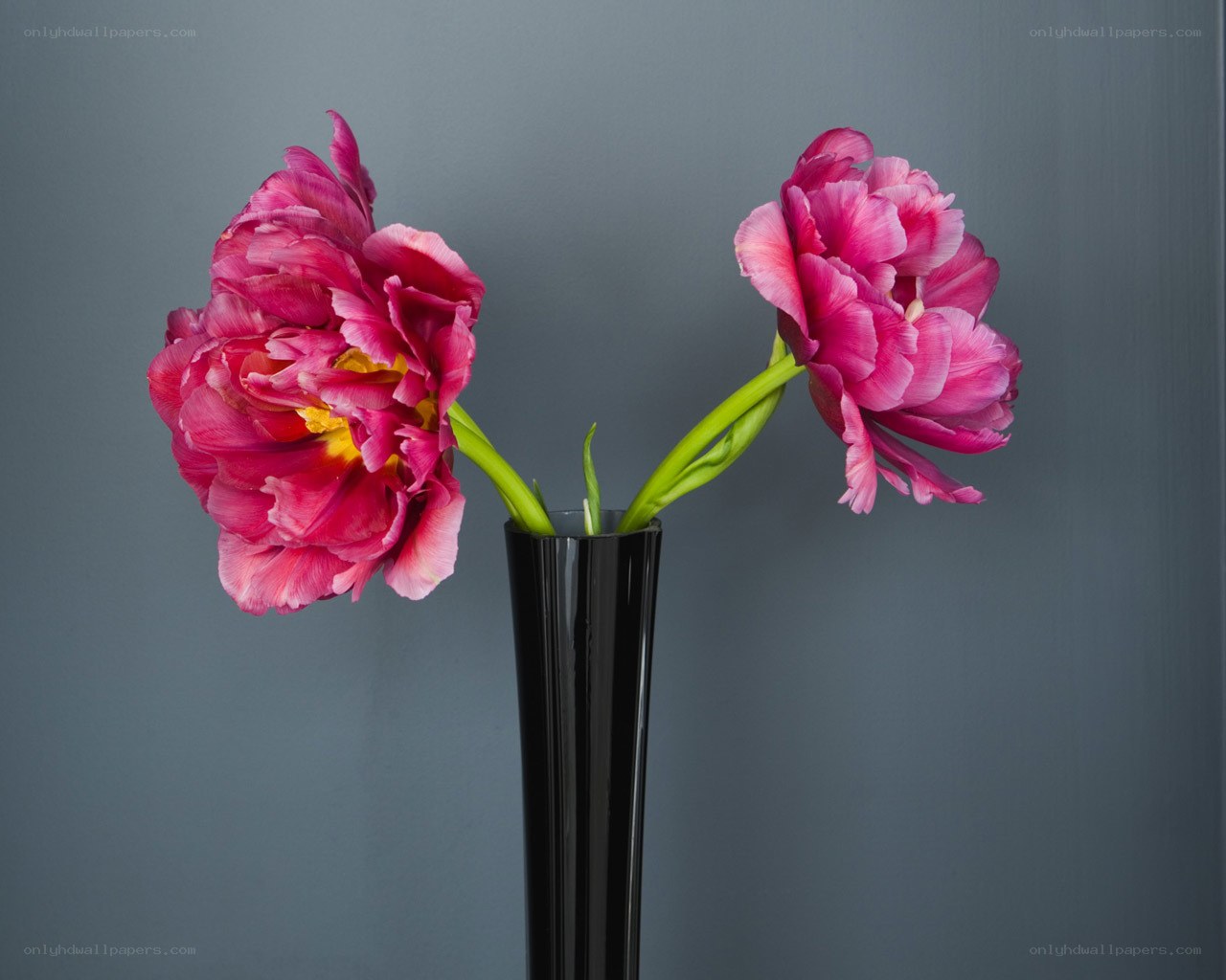 Two pink tulips in a vase