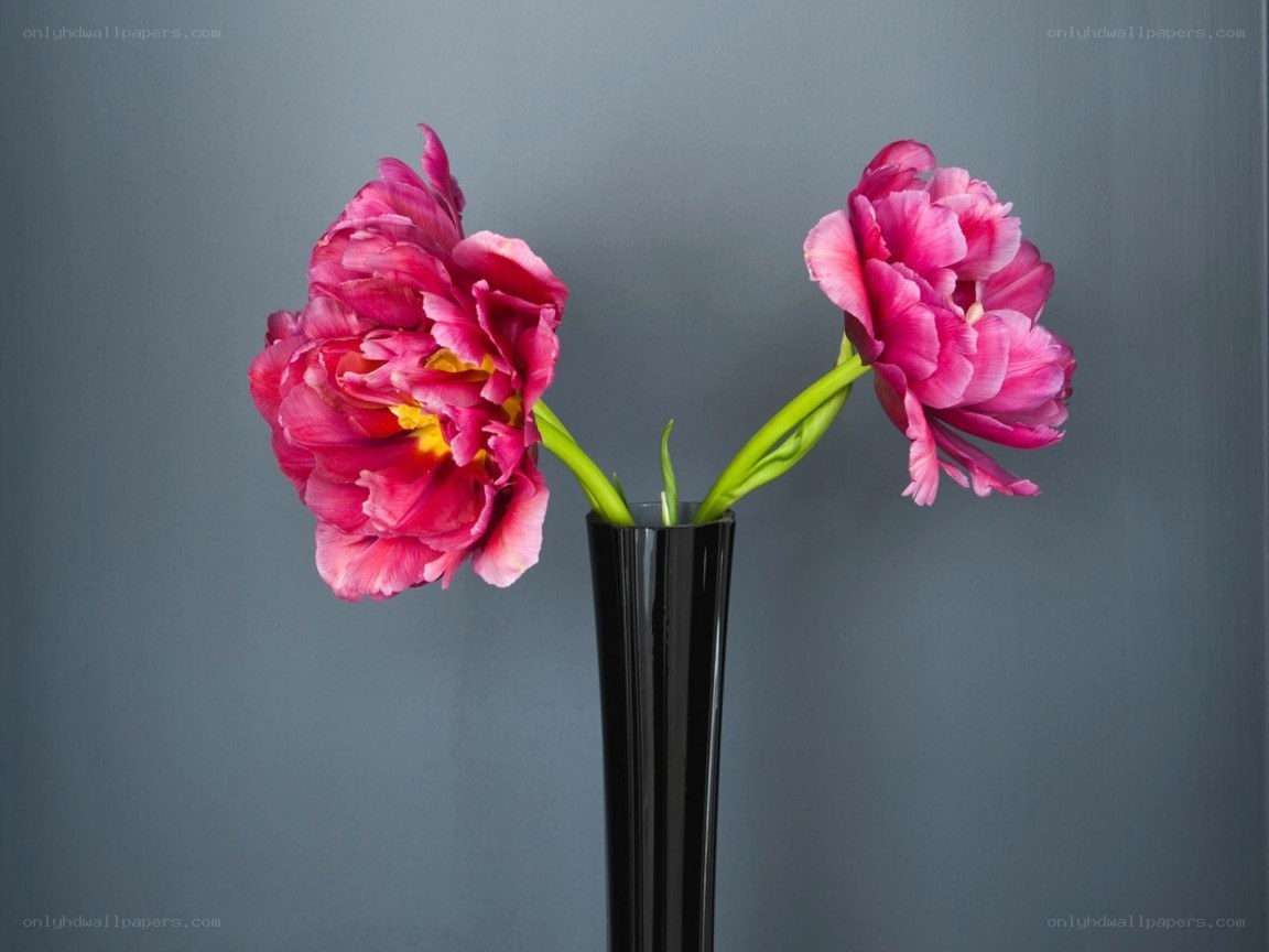 Two pink tulips in a vase