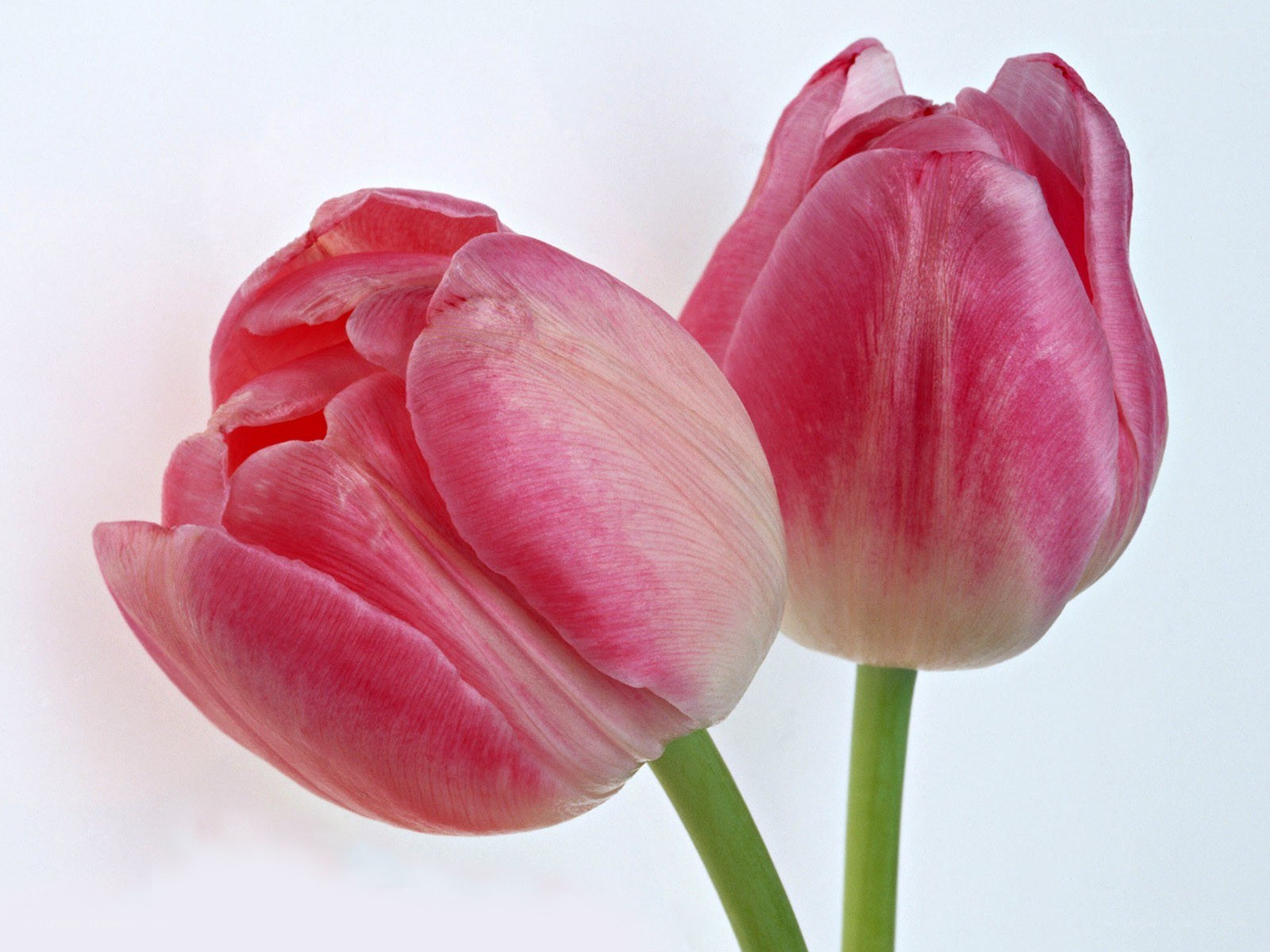 Two pink tulips in bloom