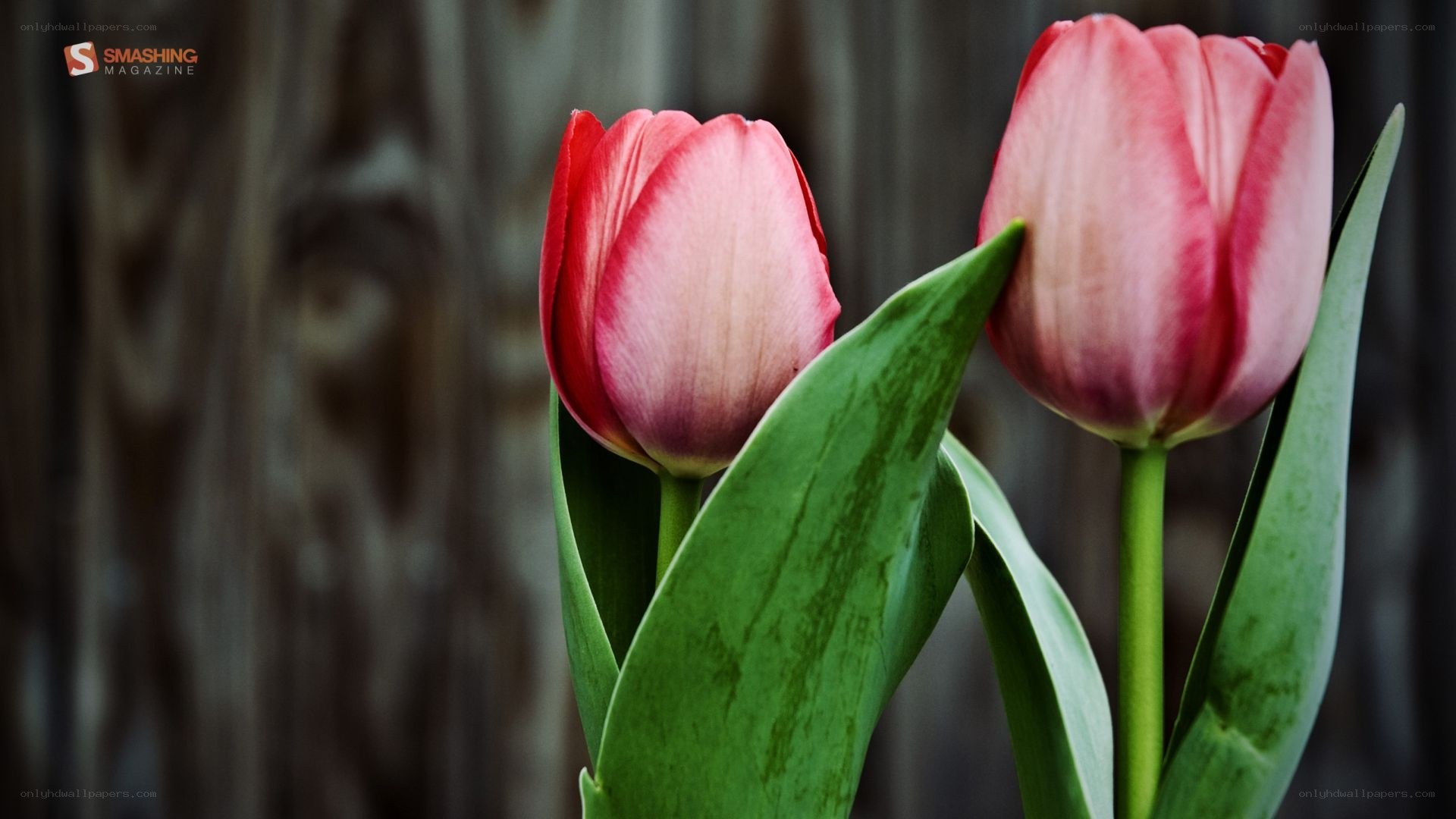 Two pink tulips in bloom