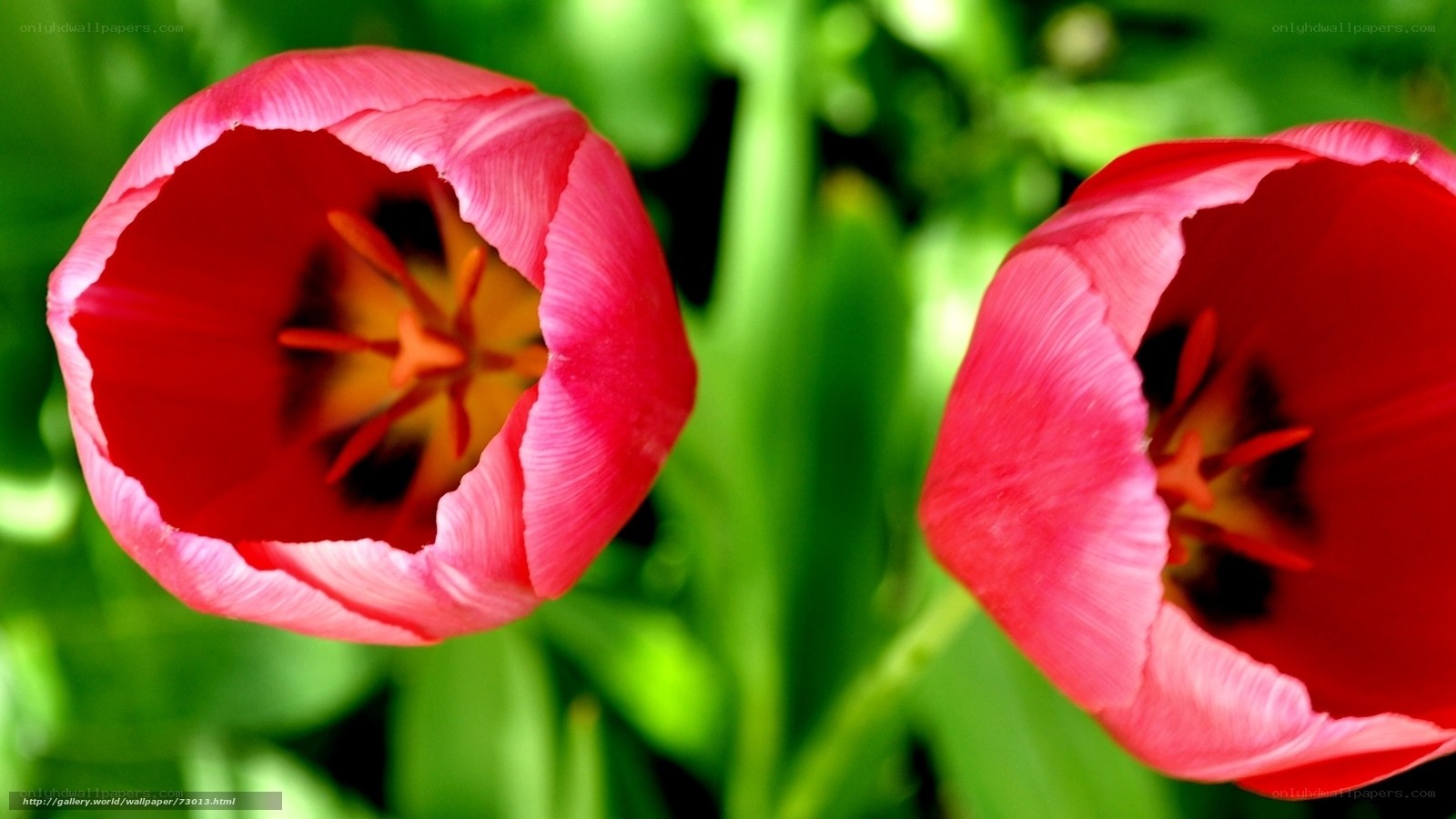 Two pink tulips in bloom