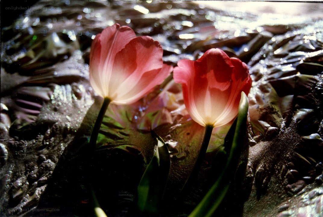 Two pink tulips in water