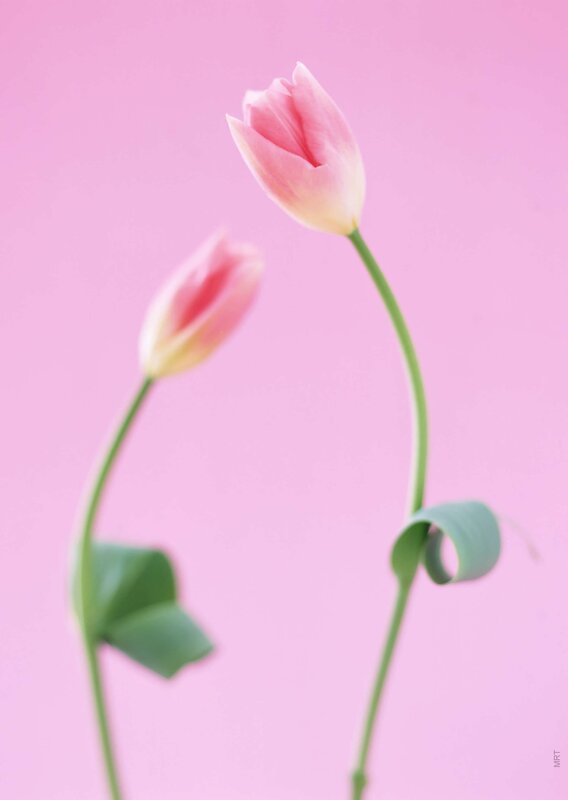 Two pink tulips on a soft background