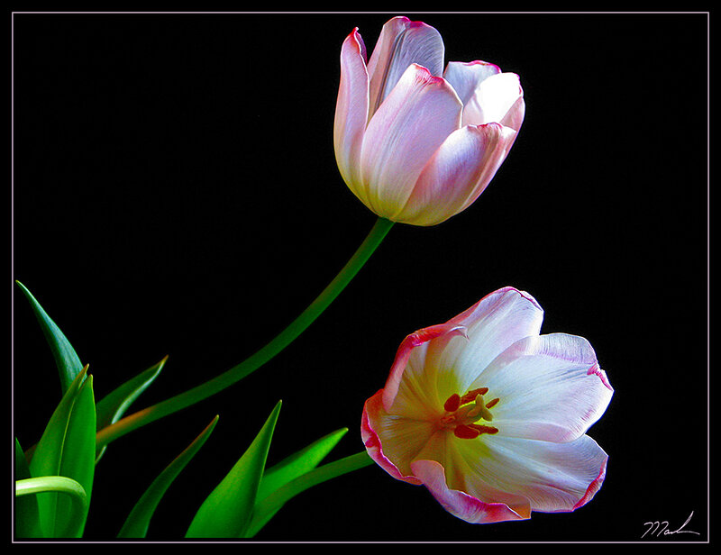Two pink tulips on black