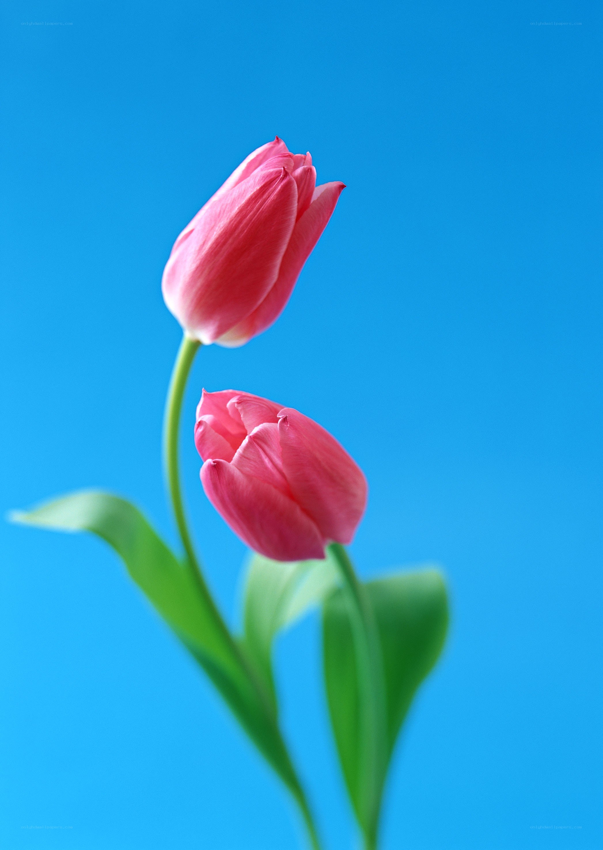 Two pink tulips on blue
