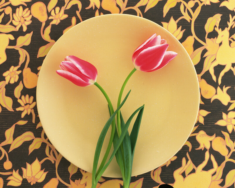 Two Pink Tulips on Plate