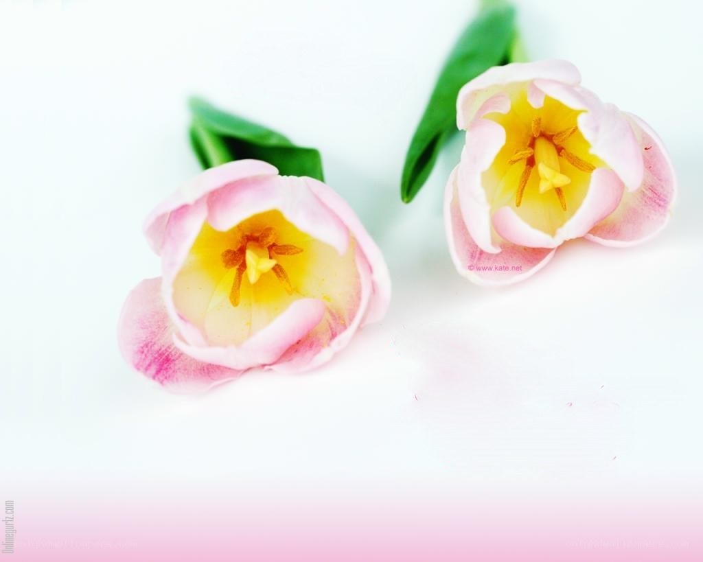 Two pink tulips on white