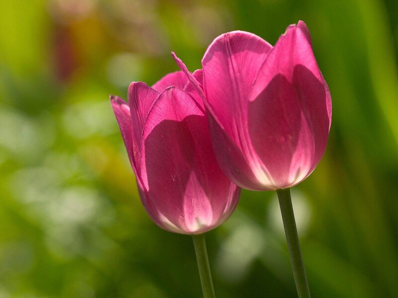 Two Pink Tulips — Serene, Afternoon, Photograph, Green Leaves
