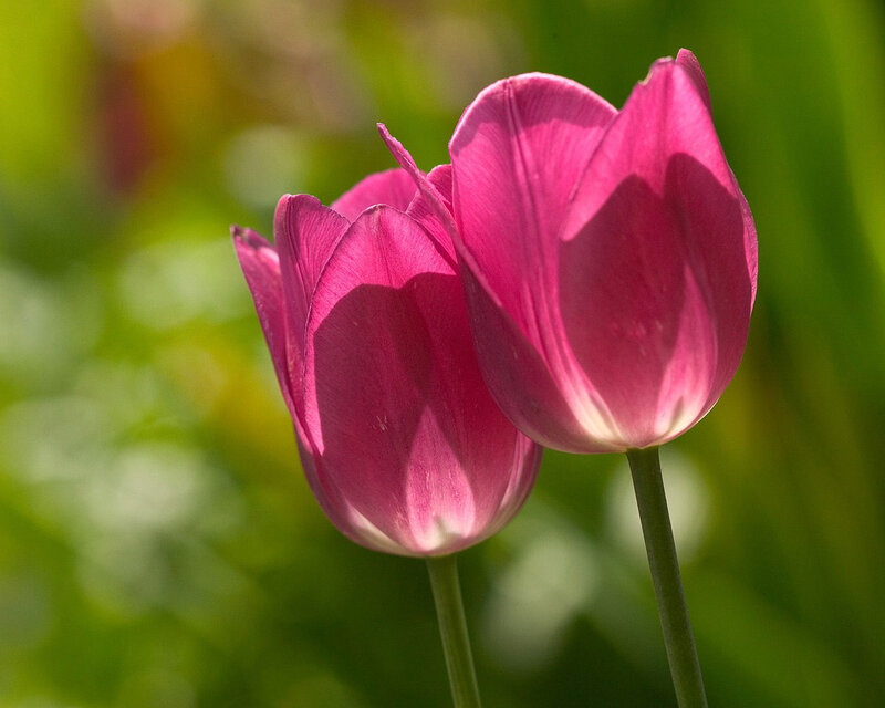 Two Pink Tulips — Serene, Afternoon, Photograph