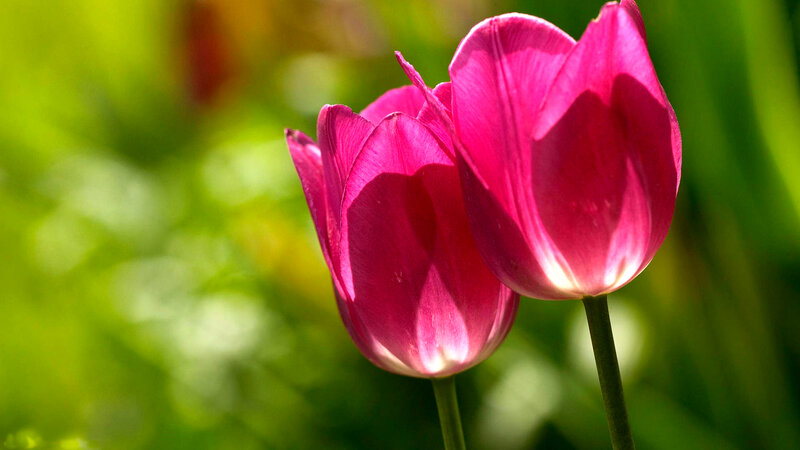 Two Pink Tulips — Serene, Afternoon