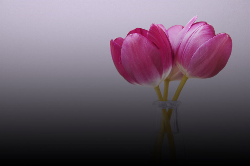 Two Pink Tulips — Serene, Photograph
