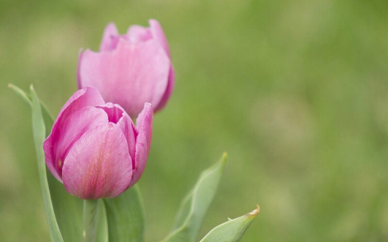 Two Pink Tulips — Serene, Spring, Photograph, Green Leaves