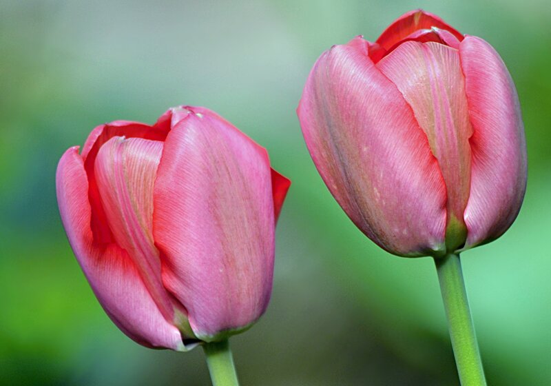 Two Pink Tulips — Serene, Spring, Photograph