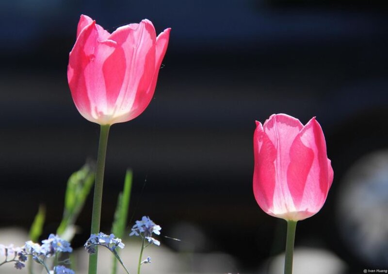 Two Pink Tulips — Serene, Spring, Photograph, Tulip