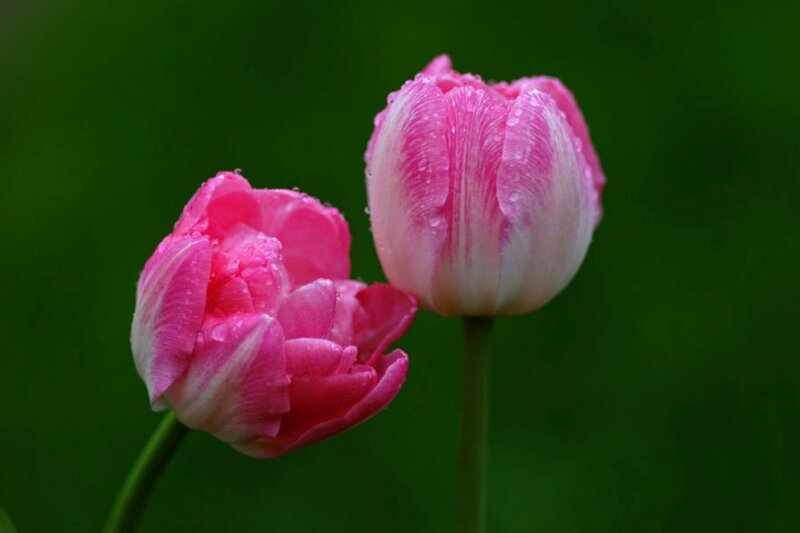 Two Pink Tulips — Serene, Spring