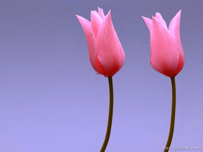 Two Pink Tulips — Serene