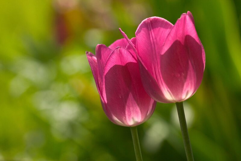 Two Pink Tulips