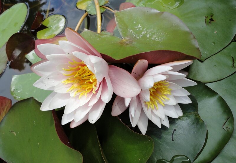 Two Pink Water Lilies — Green, Serene