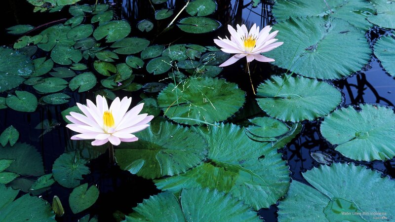 Two Pink Water Lilies — Green