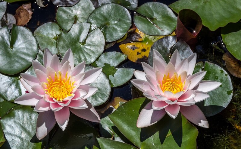 Two Pink Water Lilies — Serene, Afternoon, Photograph, Lily Pads, Pond