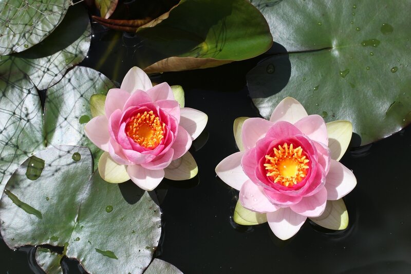 Two Pink Water Lilies — Serene, Afternoon, Photograph, Lily Pads