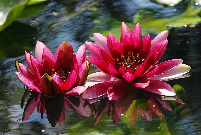 Two Pink Water Lilies — Serene, Afternoon