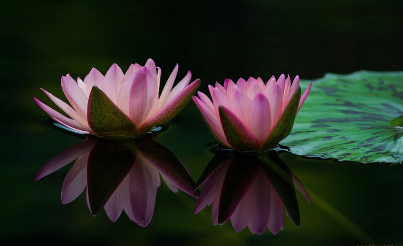 Two Pink Water Lilies — Serene, Photograph