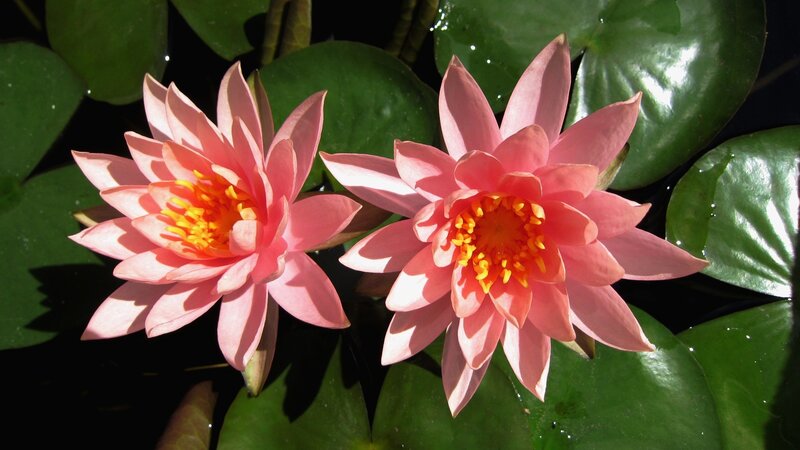 Two Pink Water Lilies — Serene