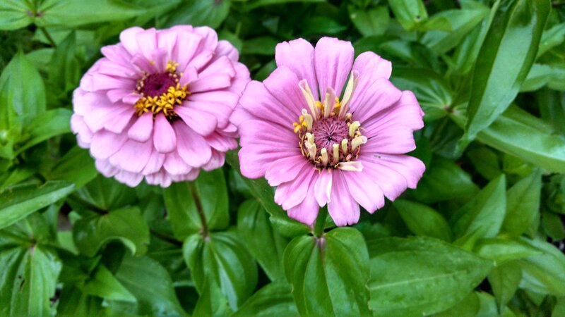 Two Pink Zinnia Flowers — Calm, Afternoon