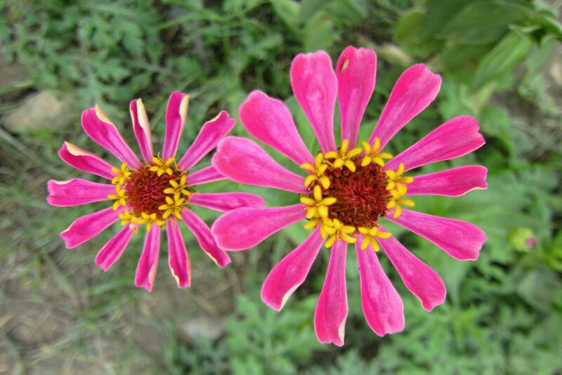 Two Pink Zinnia Flowers — Calm