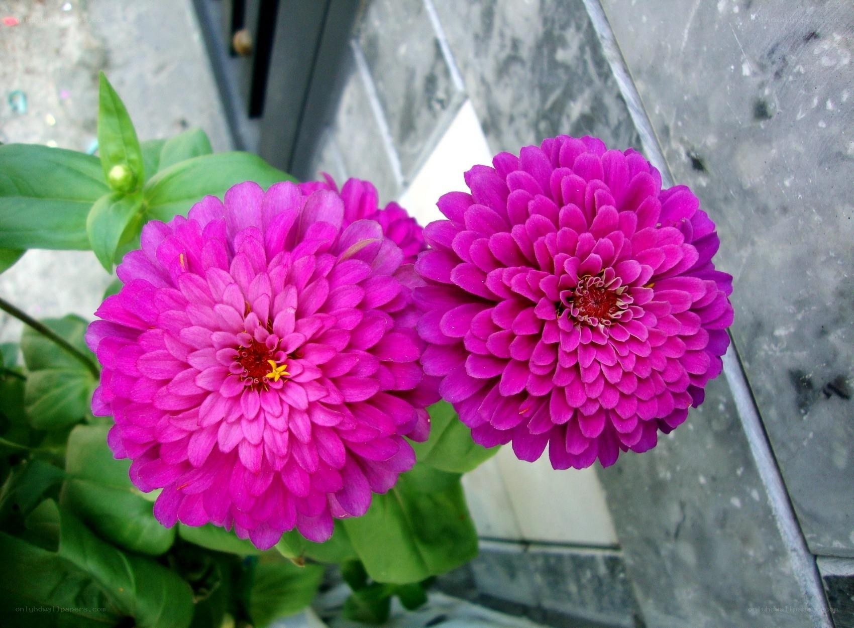 Two pink zinnia flowers