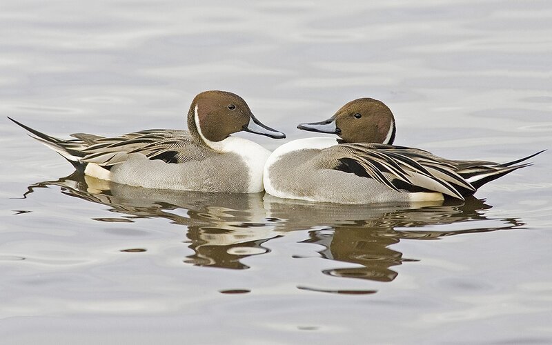 Two Pintail Ducks