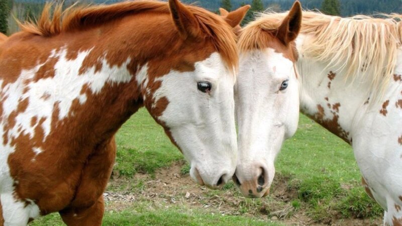 Two Pinto Horses — Brown, Calm, Afternoon