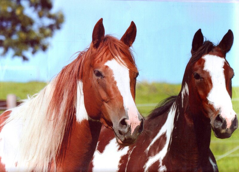 Two Pinto Horses — Brown, Calm